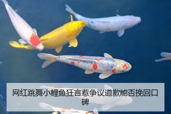 网红跳舞小鲤鱼狂言惹争议道歉能否挽回口碑